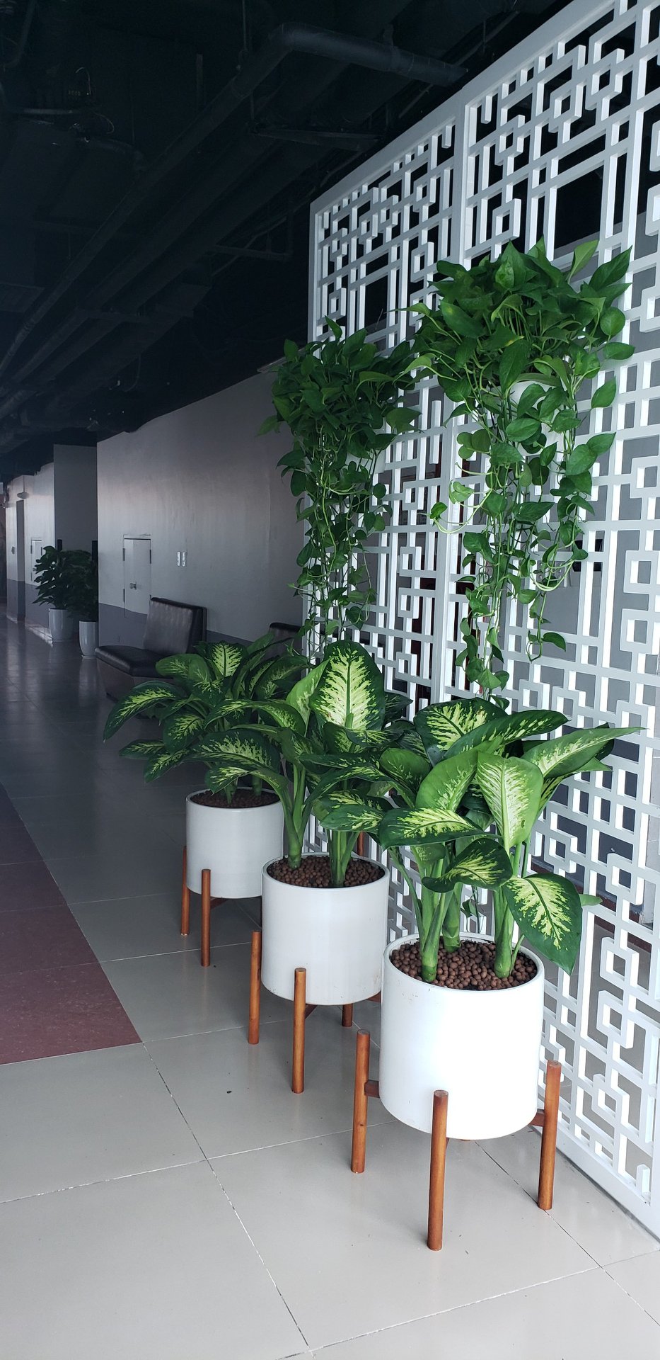 Dịch vụ thuê cây để sàn