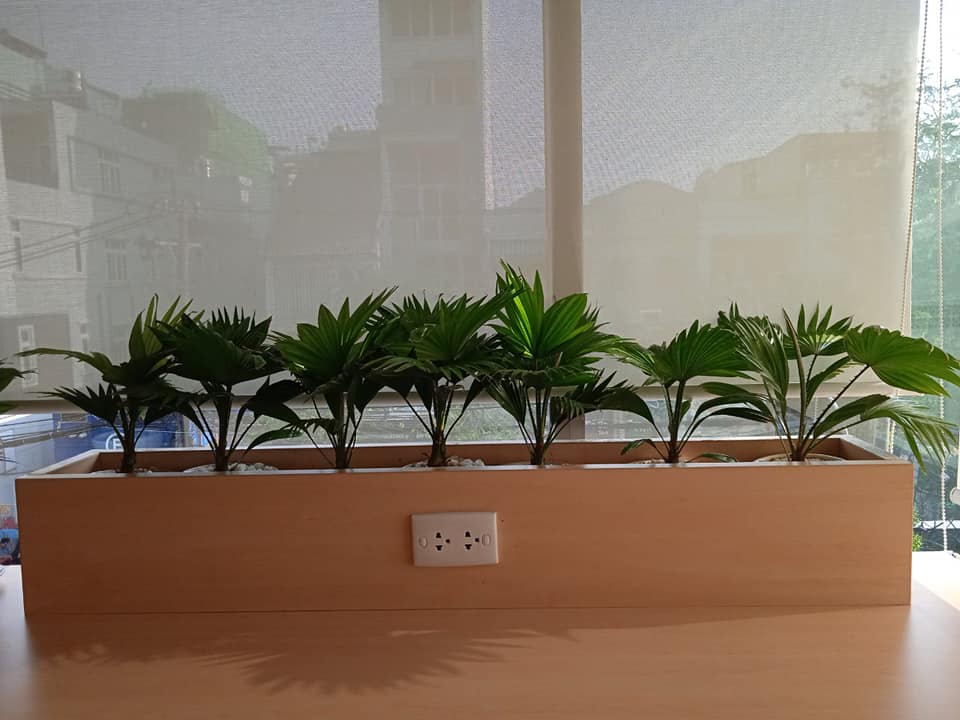 Cây Lưỡi Hổ-cho thuê
