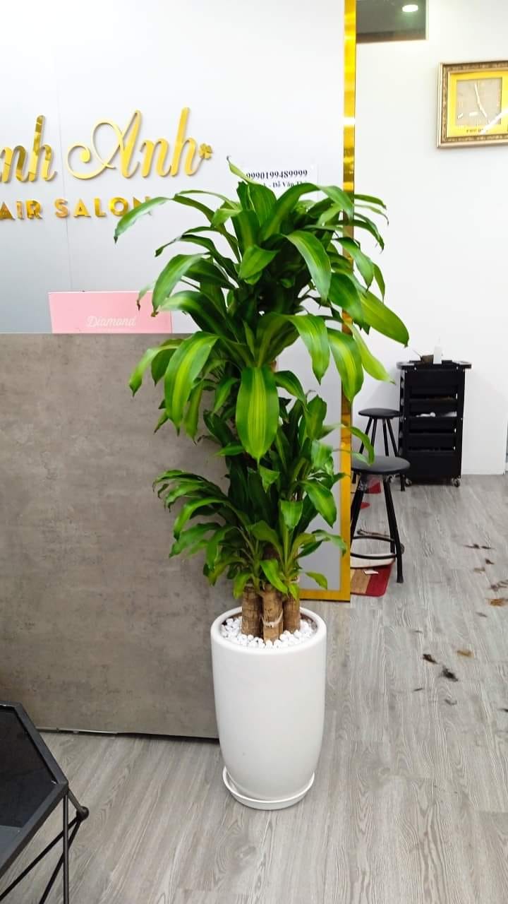 Cây phát tài khúc -chậu nhựa