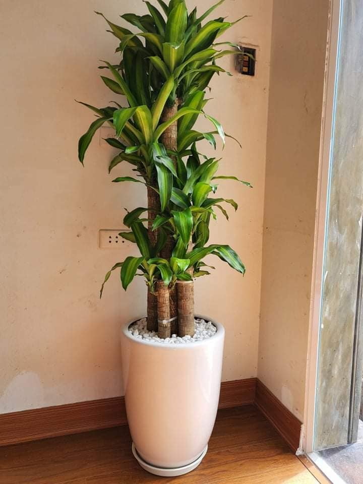 Cây phát tài khúc -chậu nhựa