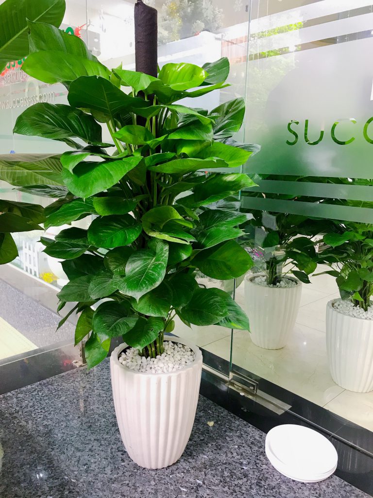 Cây trầu bà cột-chậu men sứ
