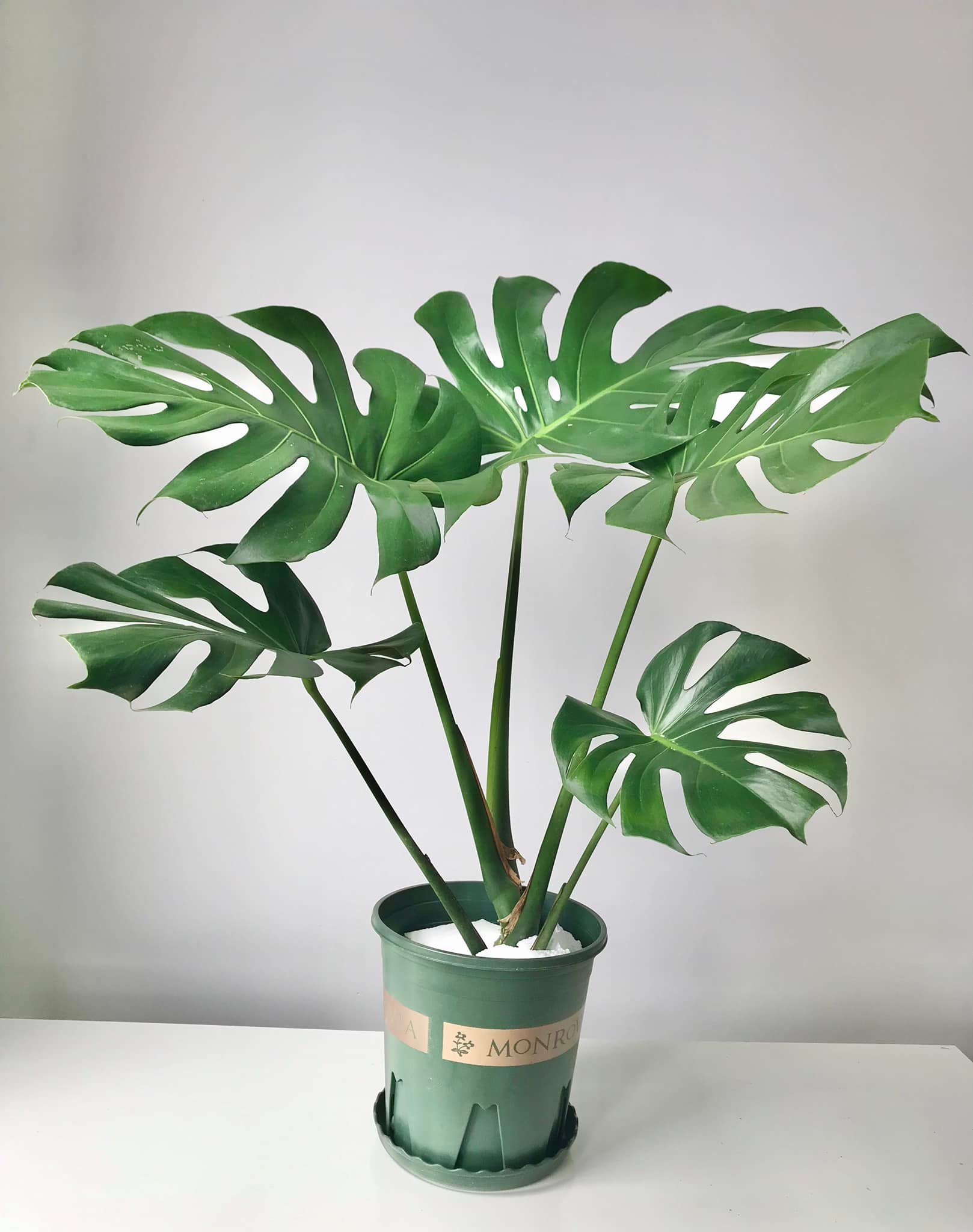 Monstera-chậu sứ -size lá 30-35cm