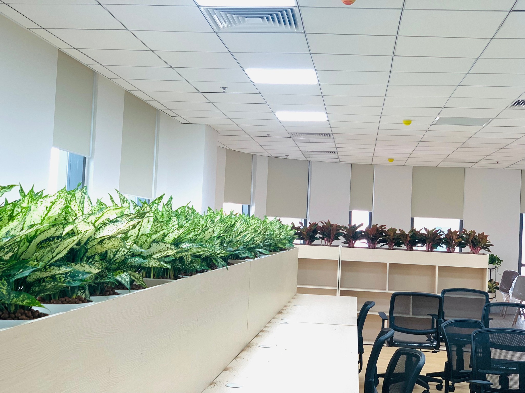 DỊCH VỤ THUÊ CÂY XANH
