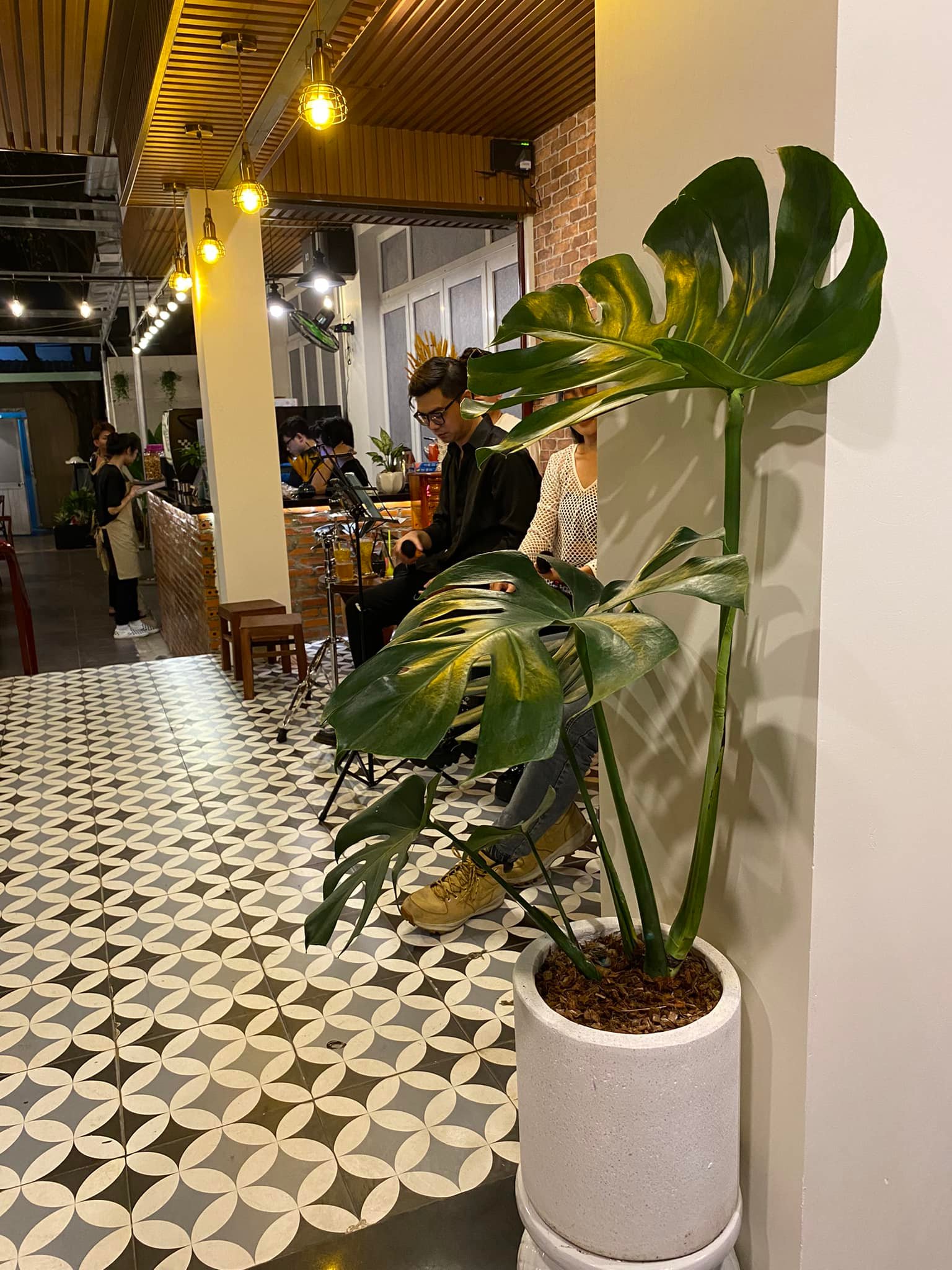 Monstera-chậu sứ -size lá 30-35cm