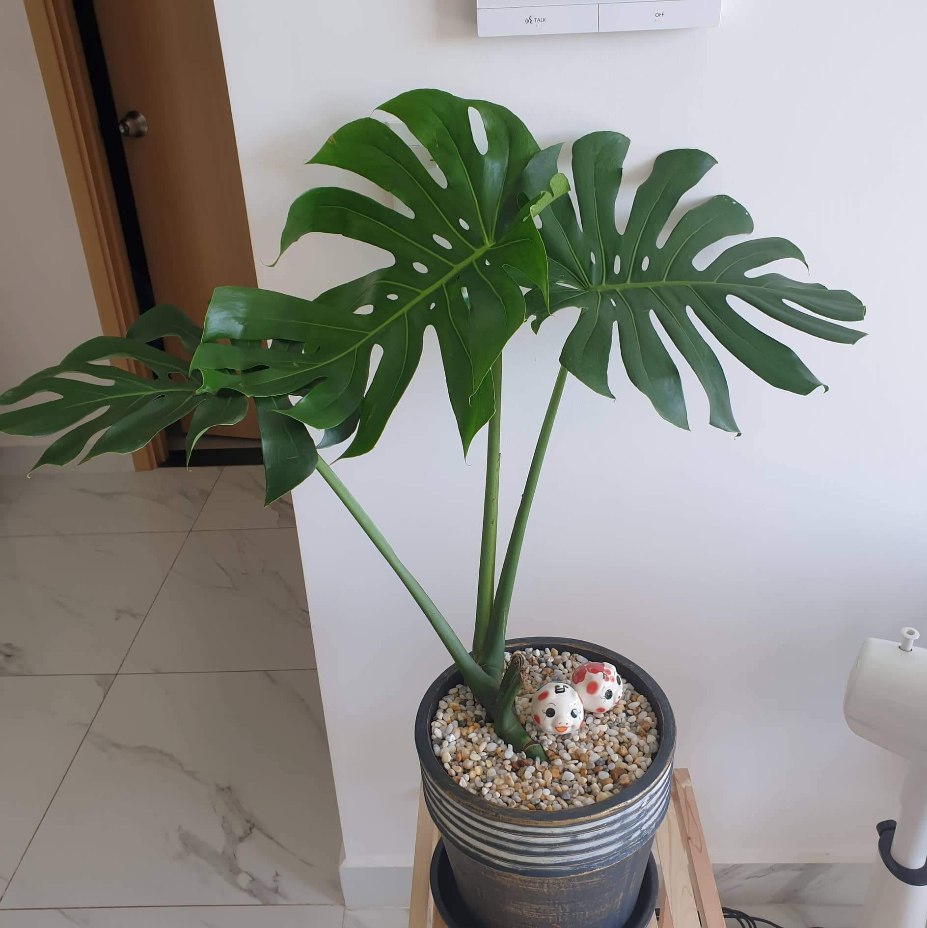 Monstera-chậu sứ -size lá 30-35cm