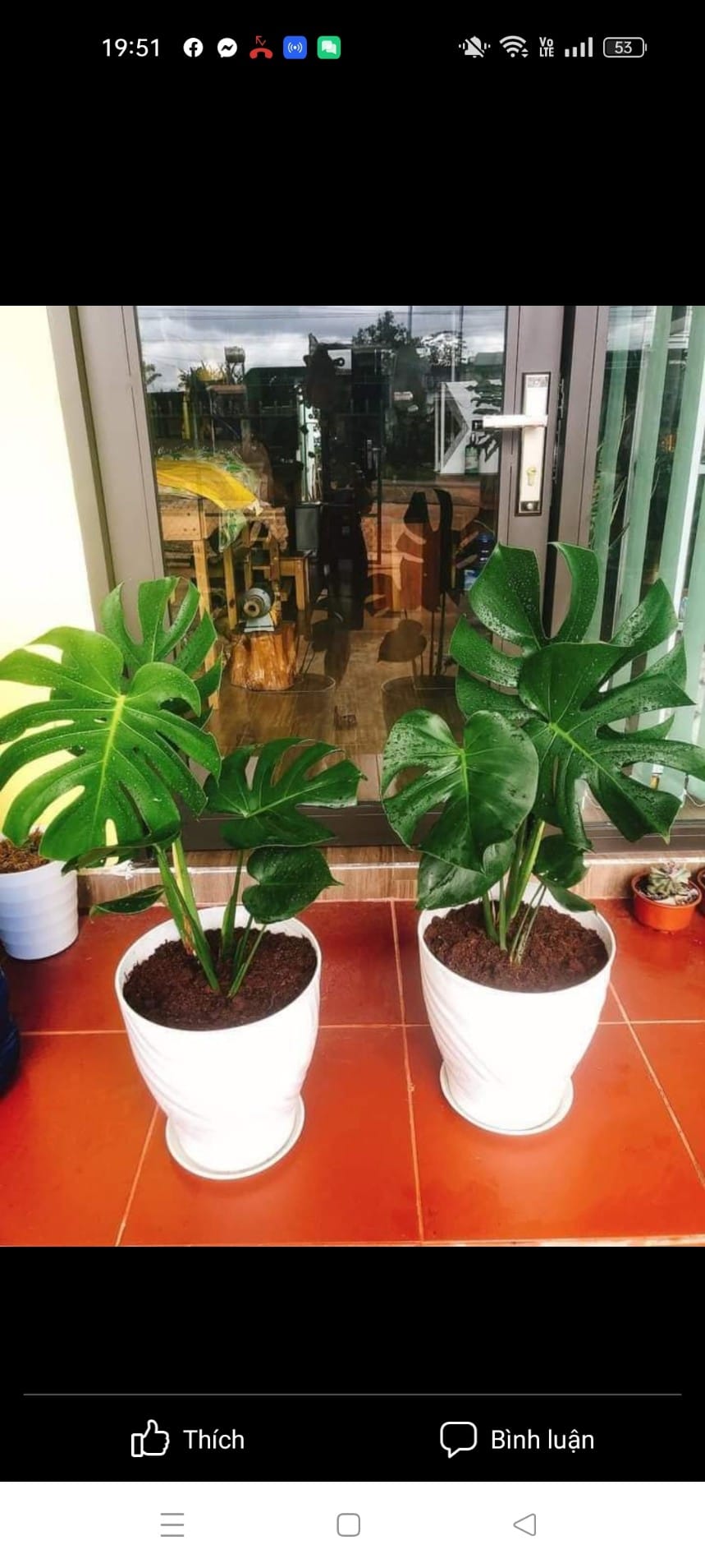 Monstera-chậu sứ -size lá 30-35cm