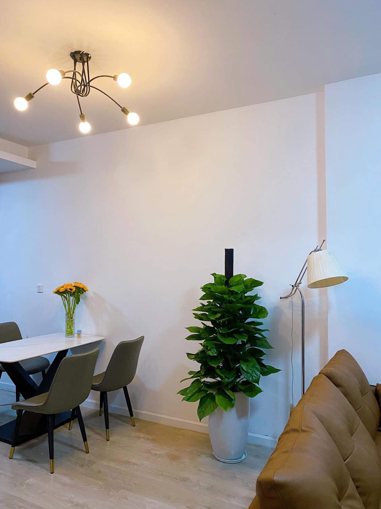 Cây trầu bà cột-chậu nhựa