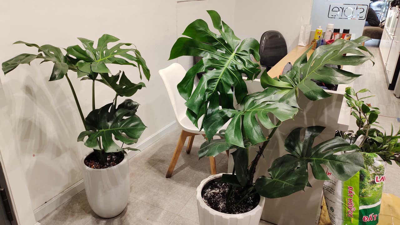 Monstera-chậu sứ -size lá 30-35cm