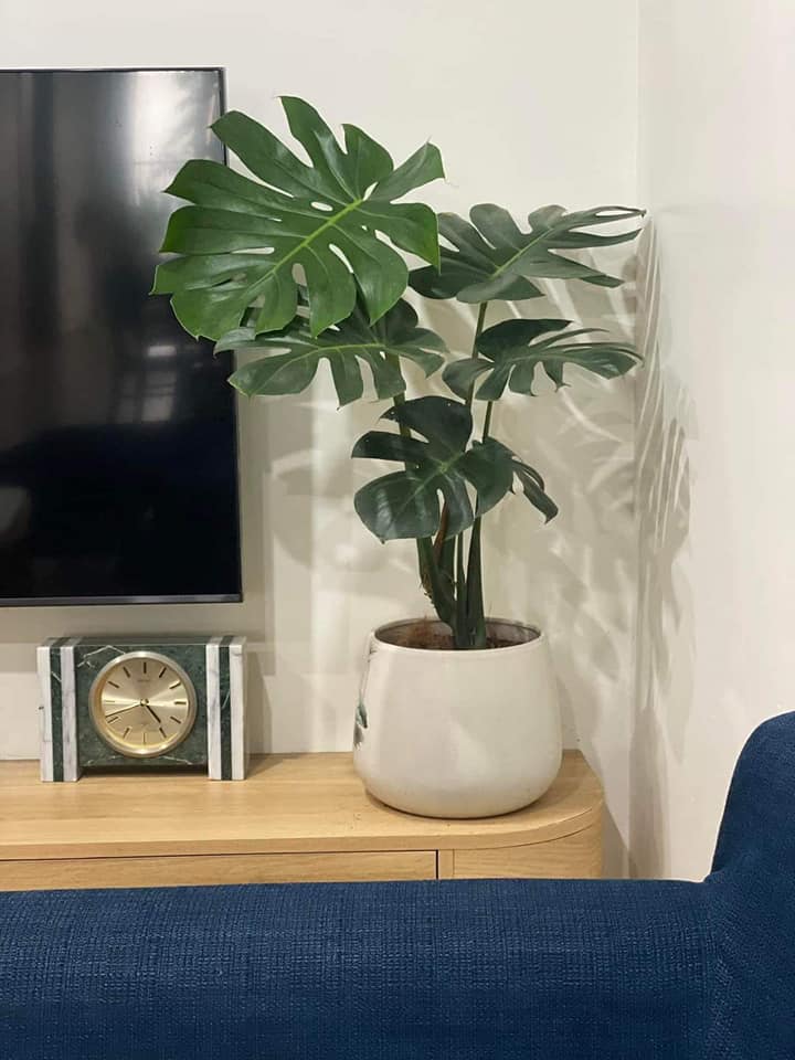 Monstera-chậu sứ -size lá 30-35cm