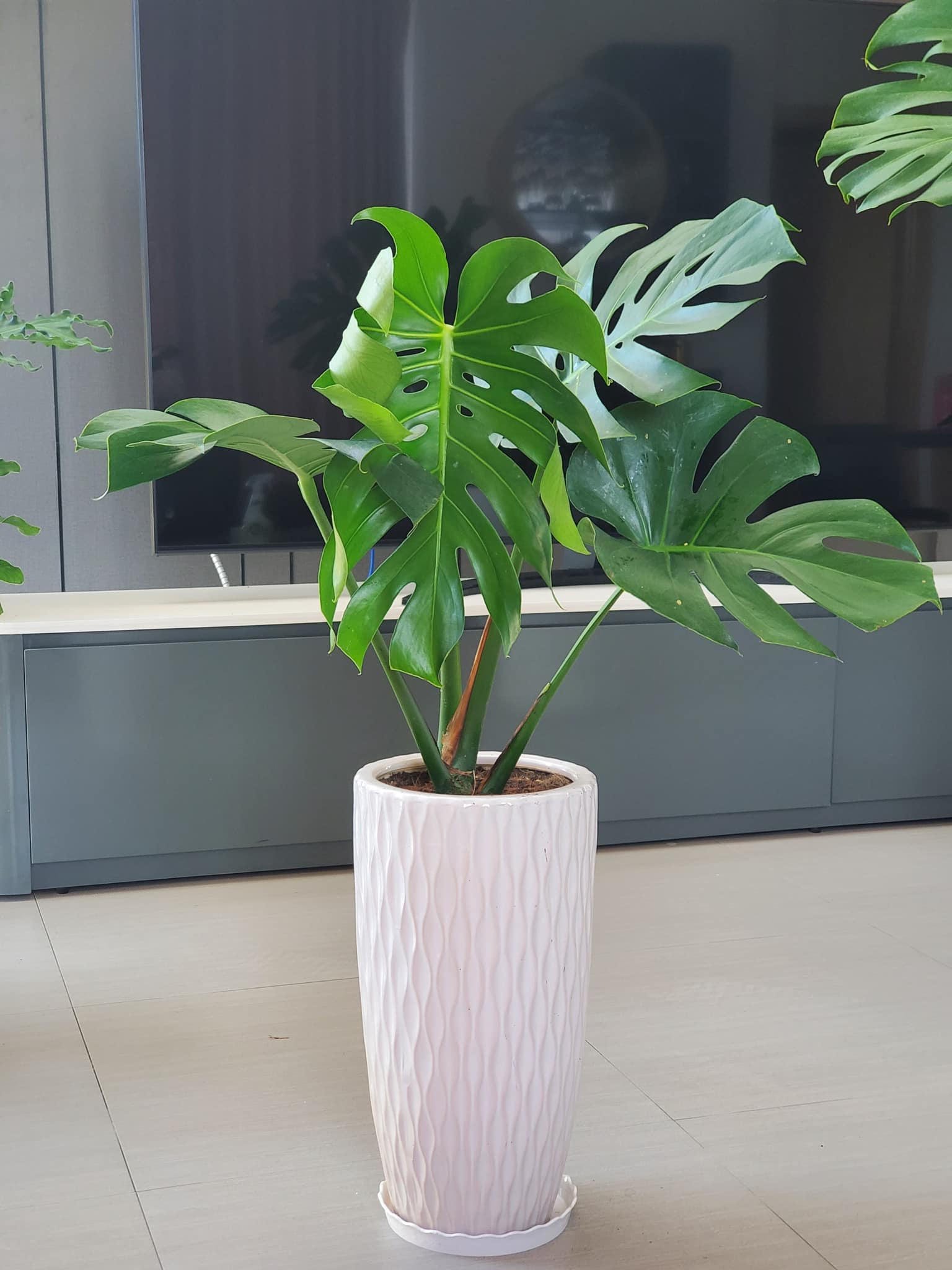 Monstera-chậu sứ -size lá 30-35cm