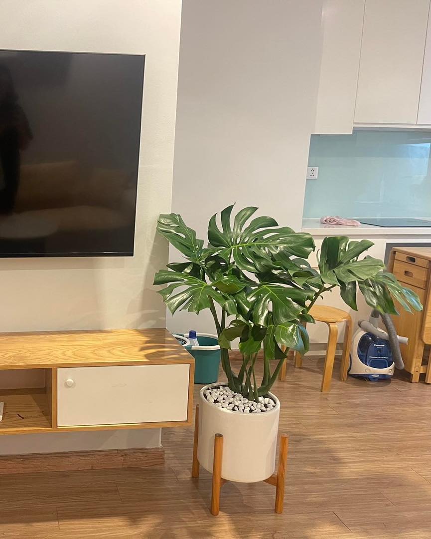 Monstera-chậu nhựa vuông -size lá 30-35cm