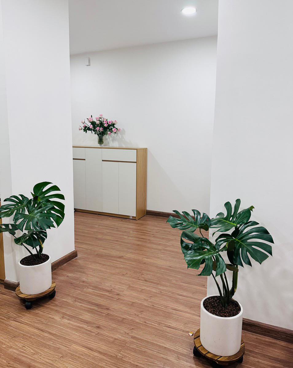 Monstera-chậu sứ -size lá 30-35cm