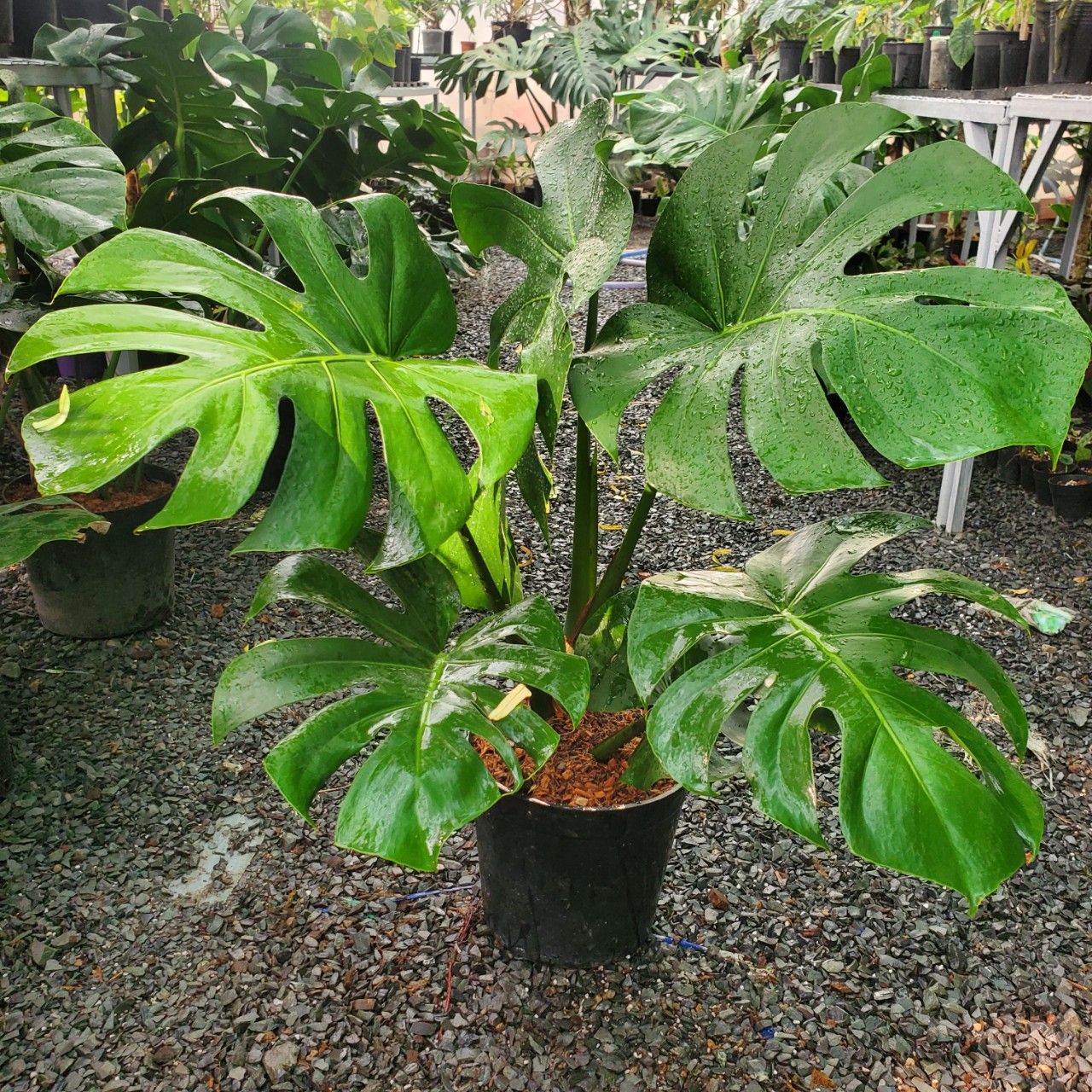 Monstera-chậu sứ -size lá 30-35cm