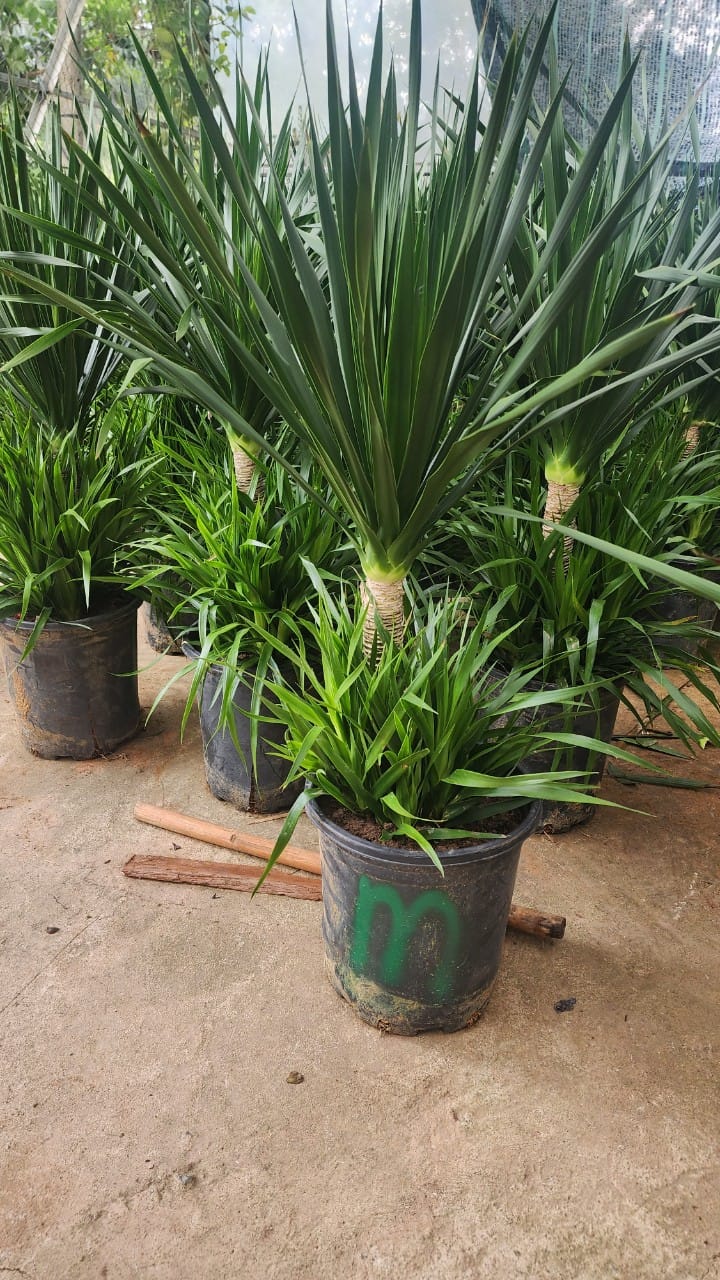 Cây phát tài núi 2 tầng -chậu men sứ