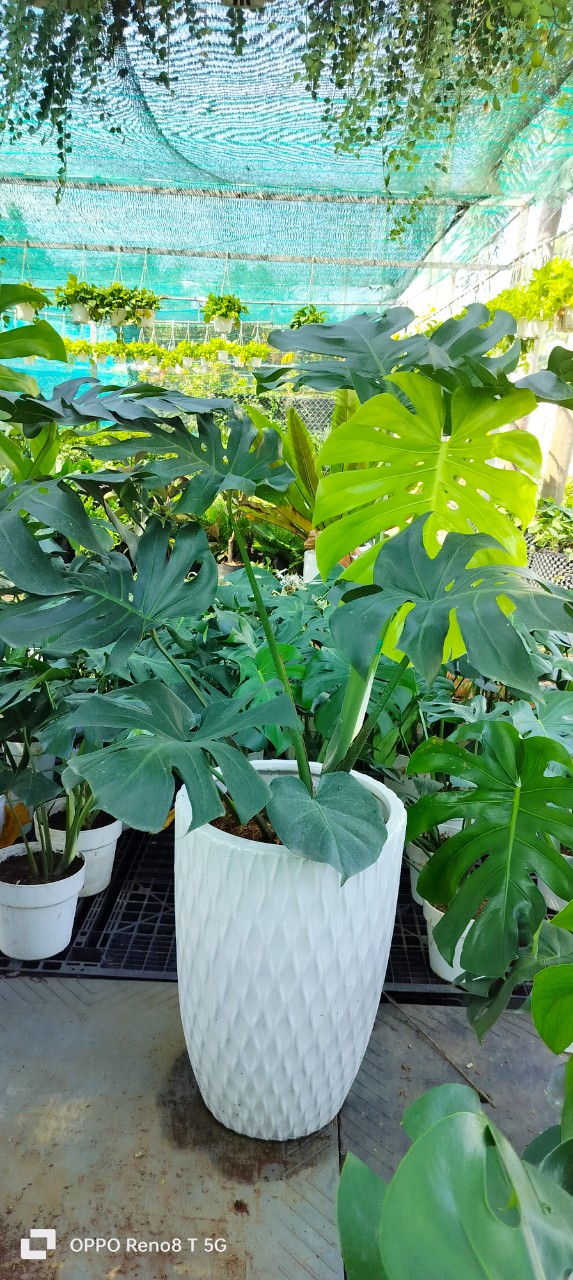 Monstera