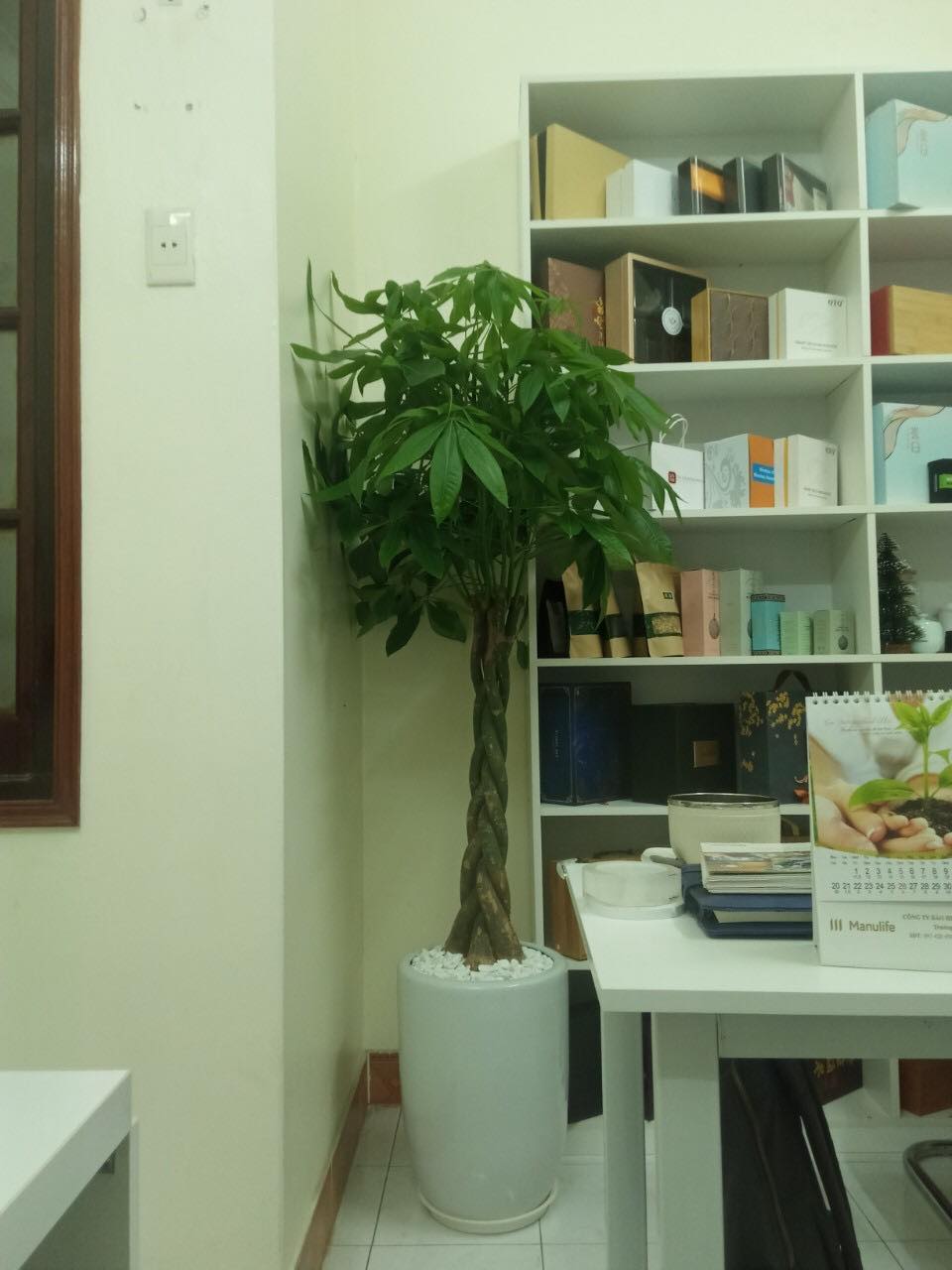 Cây kim ngân -chậu men sứ