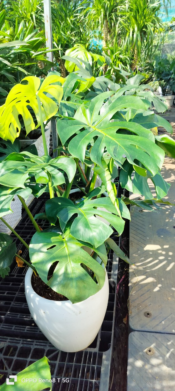 Monstera