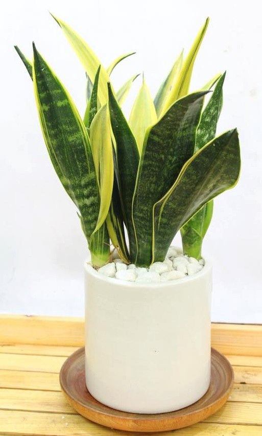 Cây Lưỡi Hổ để bàn-cho thuê