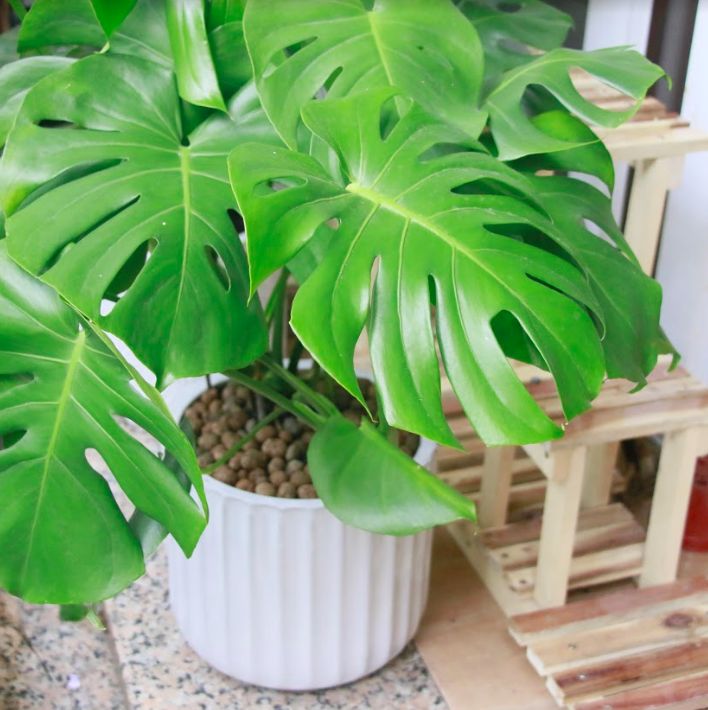 Monstera-chậu sứ -size lá 30-35cm