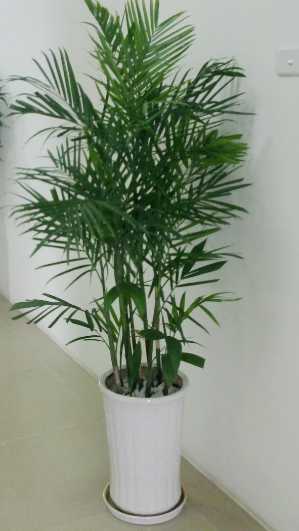 DỊCH VỤ THUÊ CÂY XANH
