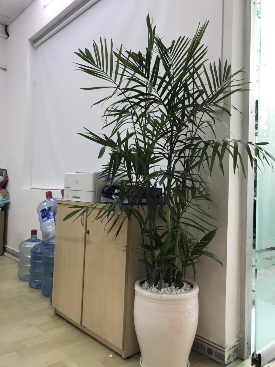Cây cau haiwai -chậu nhựa