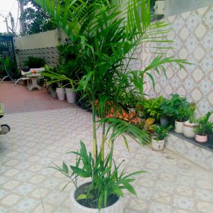 Cây cau haiwai -chậu nhựa