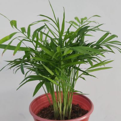 Cau tiểu trâm-cho thuê