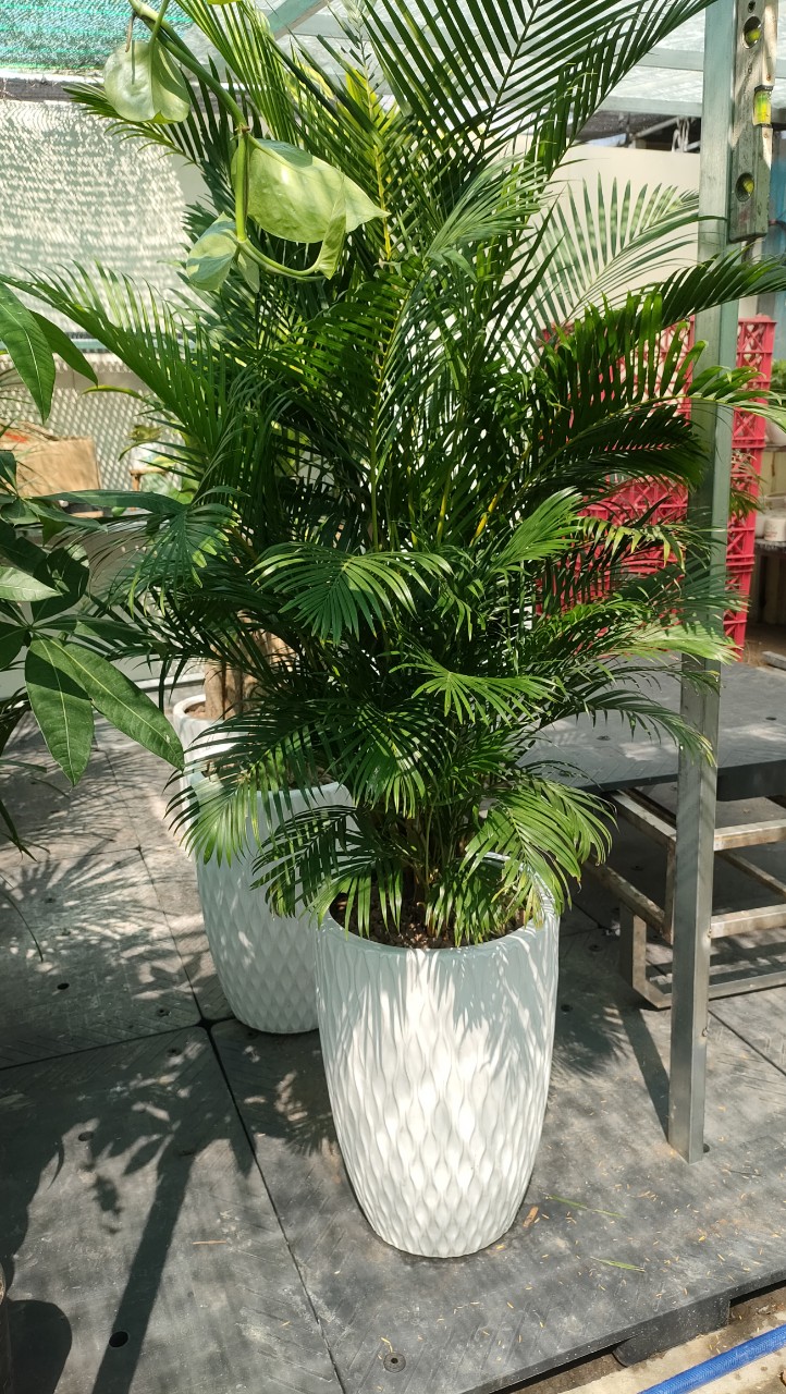 Cây cau vàng -chậu nhựa