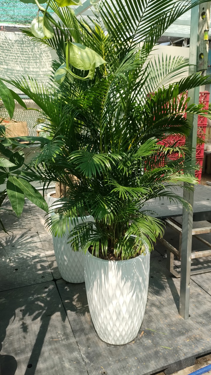 Cây cau vàng -chậu nhựa
