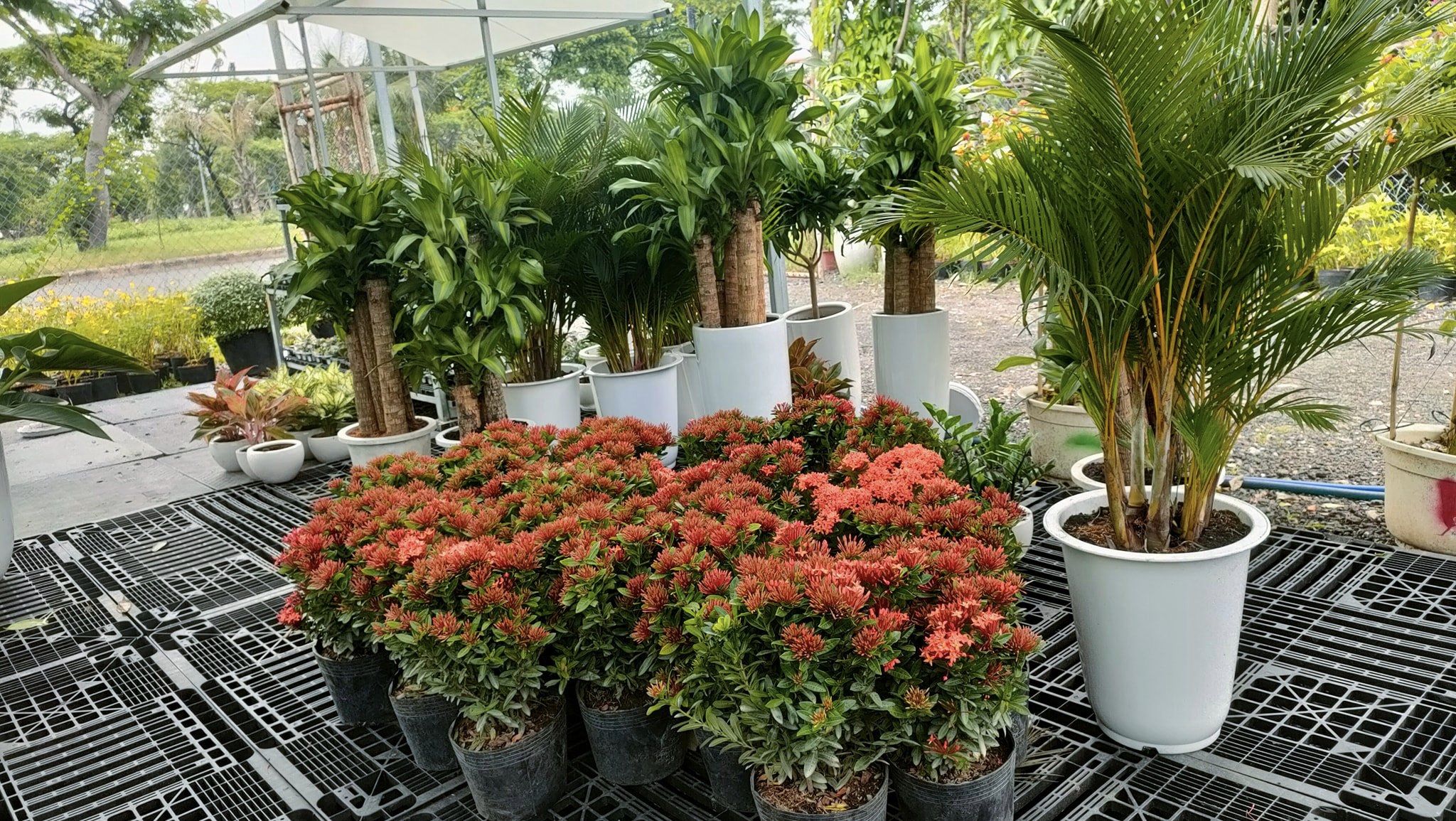 Cây cau vàng -chậu nhựa