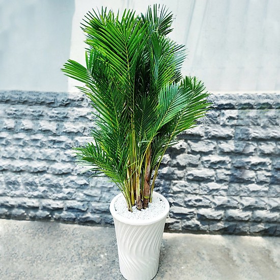 Cây cau vàng -chậu nhựa