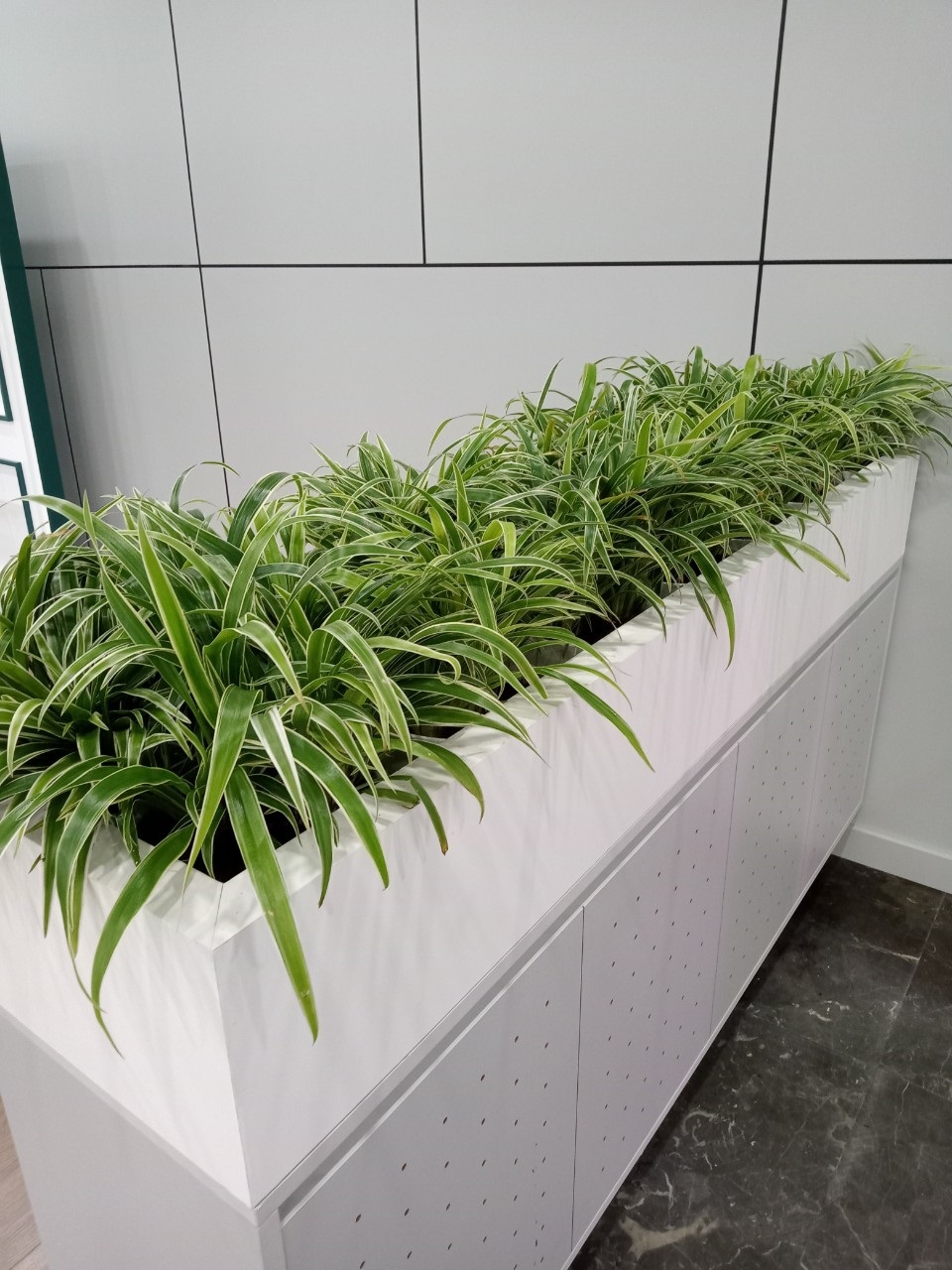 DỊCH VỤ THUÊ CÂY XANH