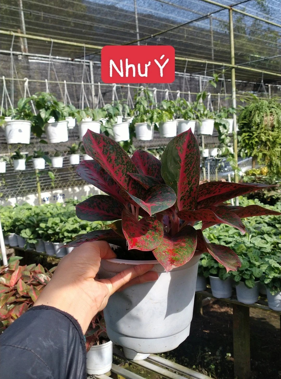 Cây Như Ý-chậu men sứ