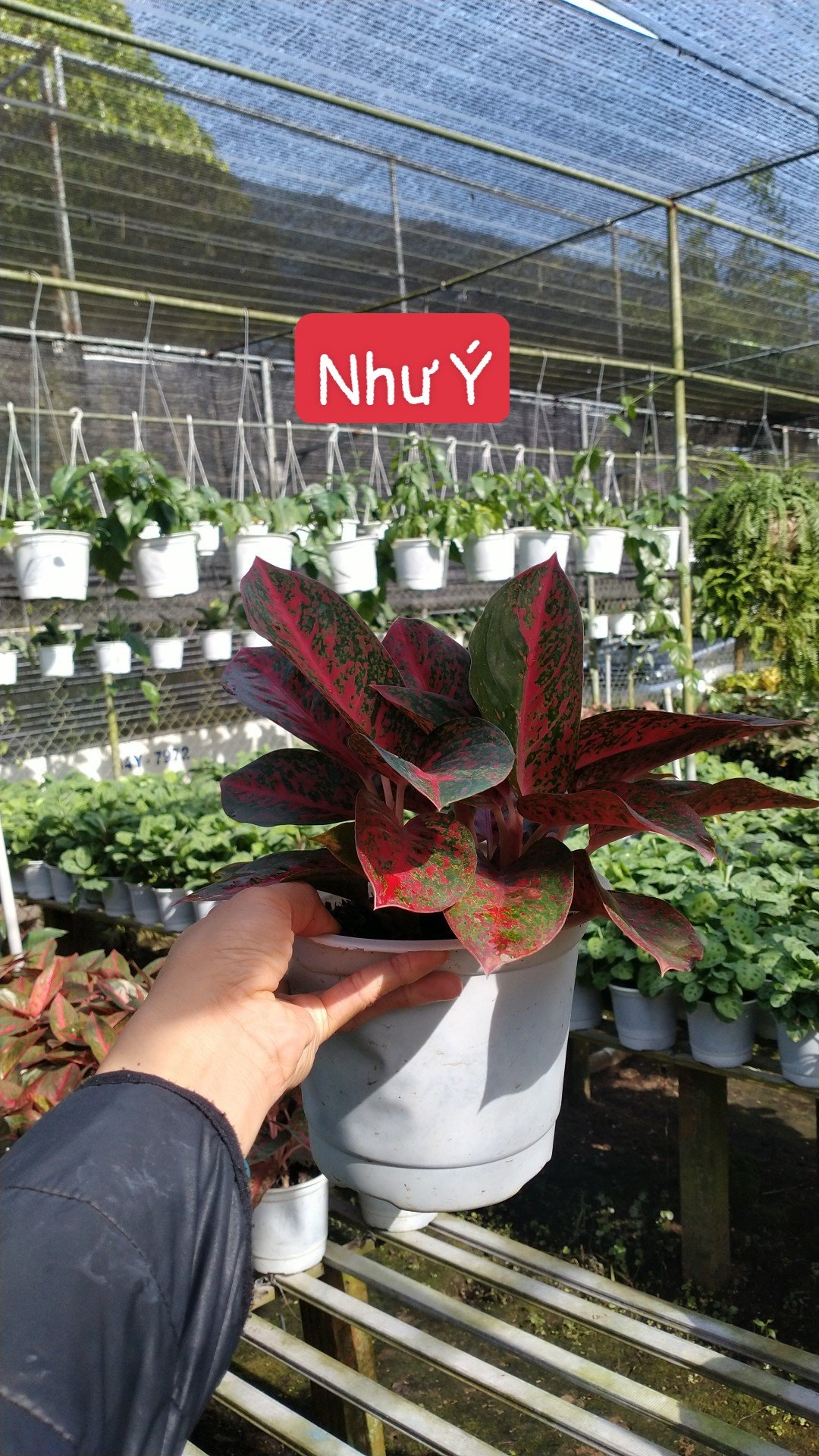 Cây Như Ý-chậu men sứ