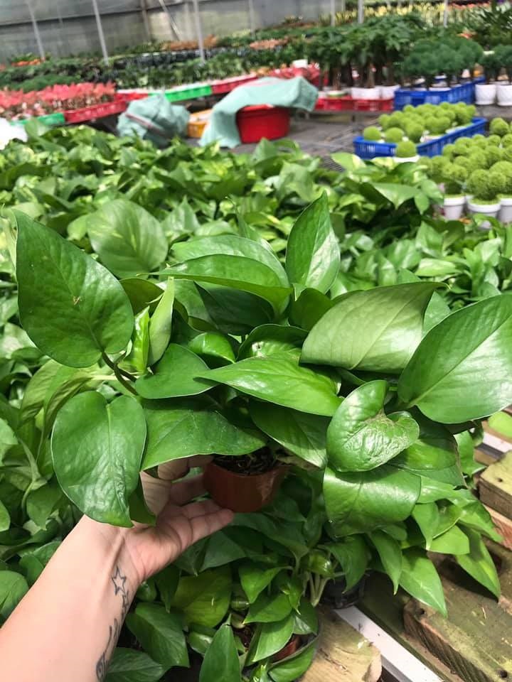 Cây trầu bà thái xanh-chậu nhựa