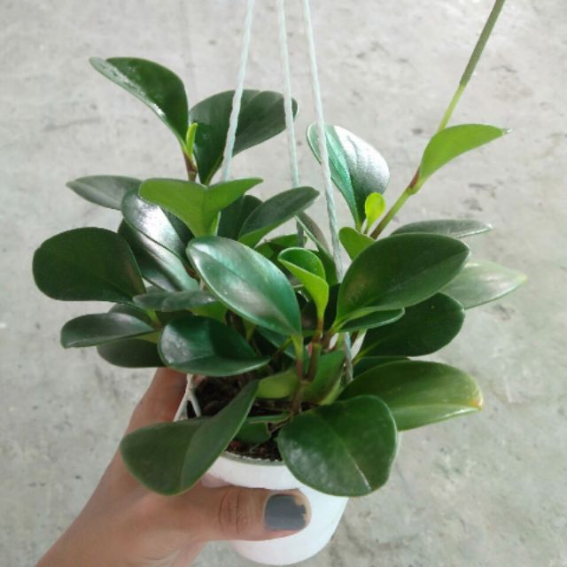 Trường sinh-cho thuê