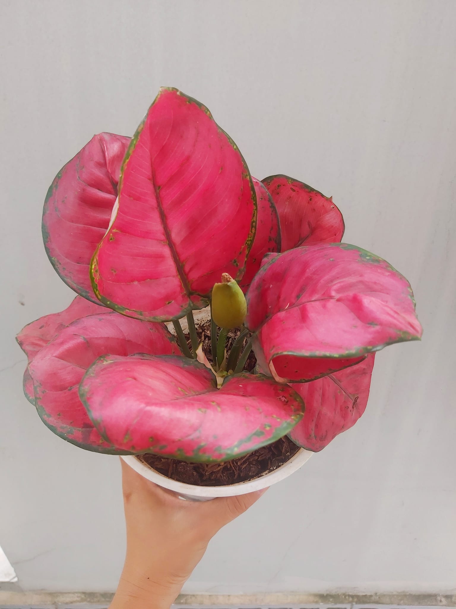 Cây vạn lộc đỏ-chậu nhựa