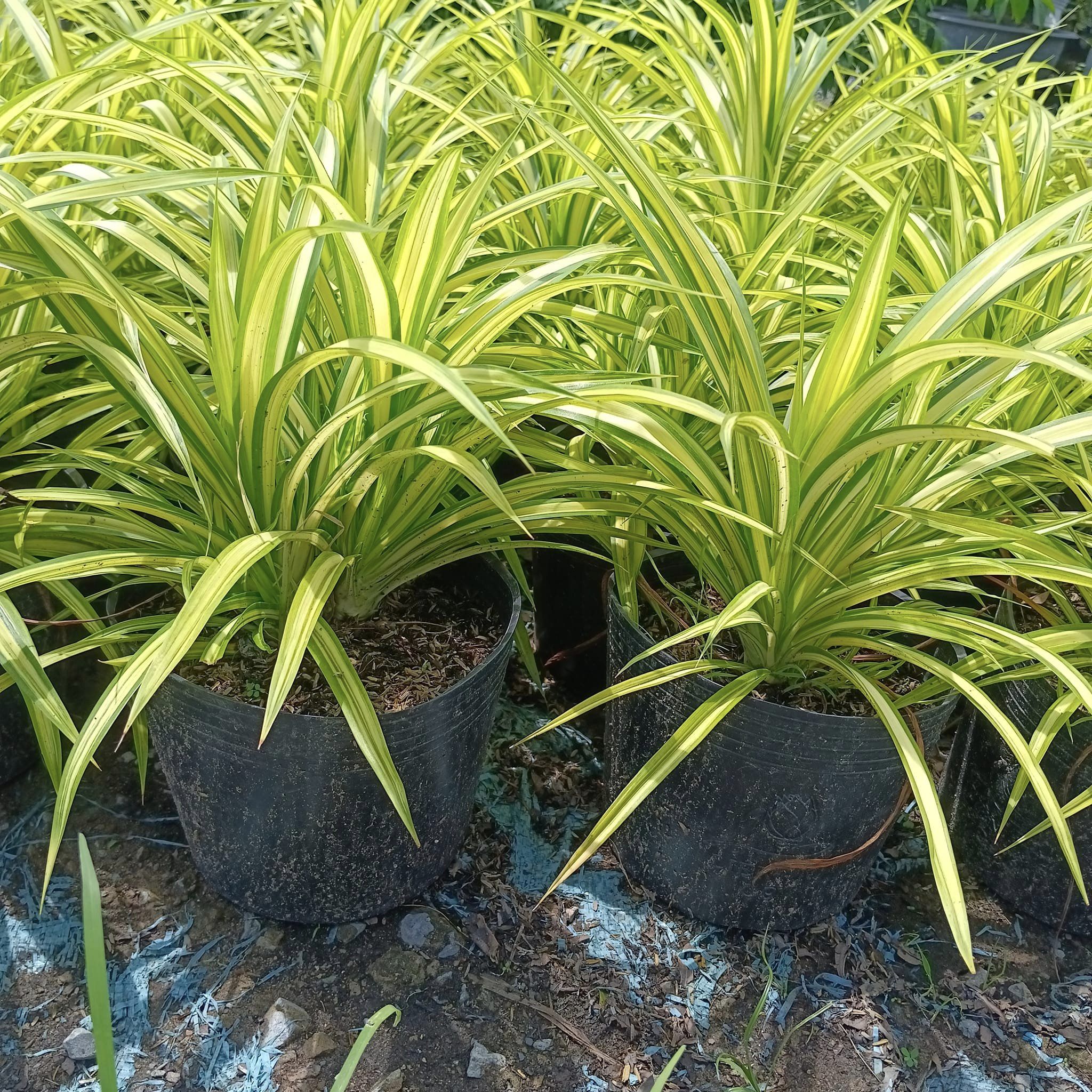 Cỏ lan chi-chậu men sứ