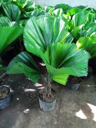Cây cọ nhật để sàn-chậu nhựa