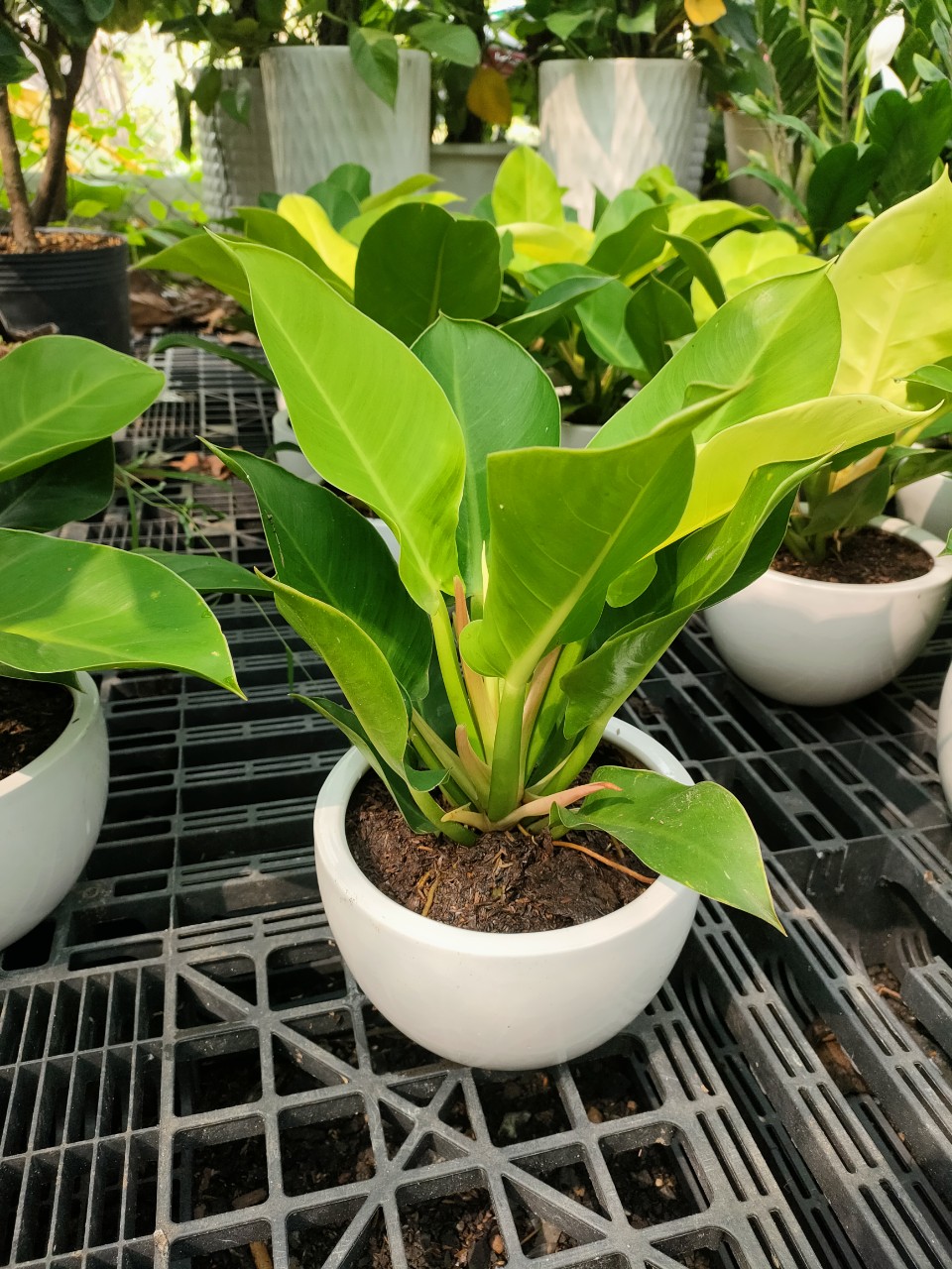 Chậu Sứ Tròn trơn-gốm sứ Bình Dương