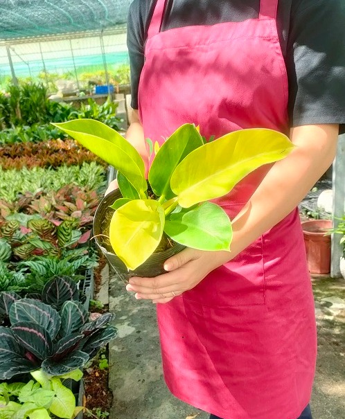 Cây trầu bà đế vương-chậu nhựa