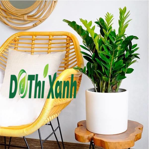 Dịch vụ thuê cây để bàn