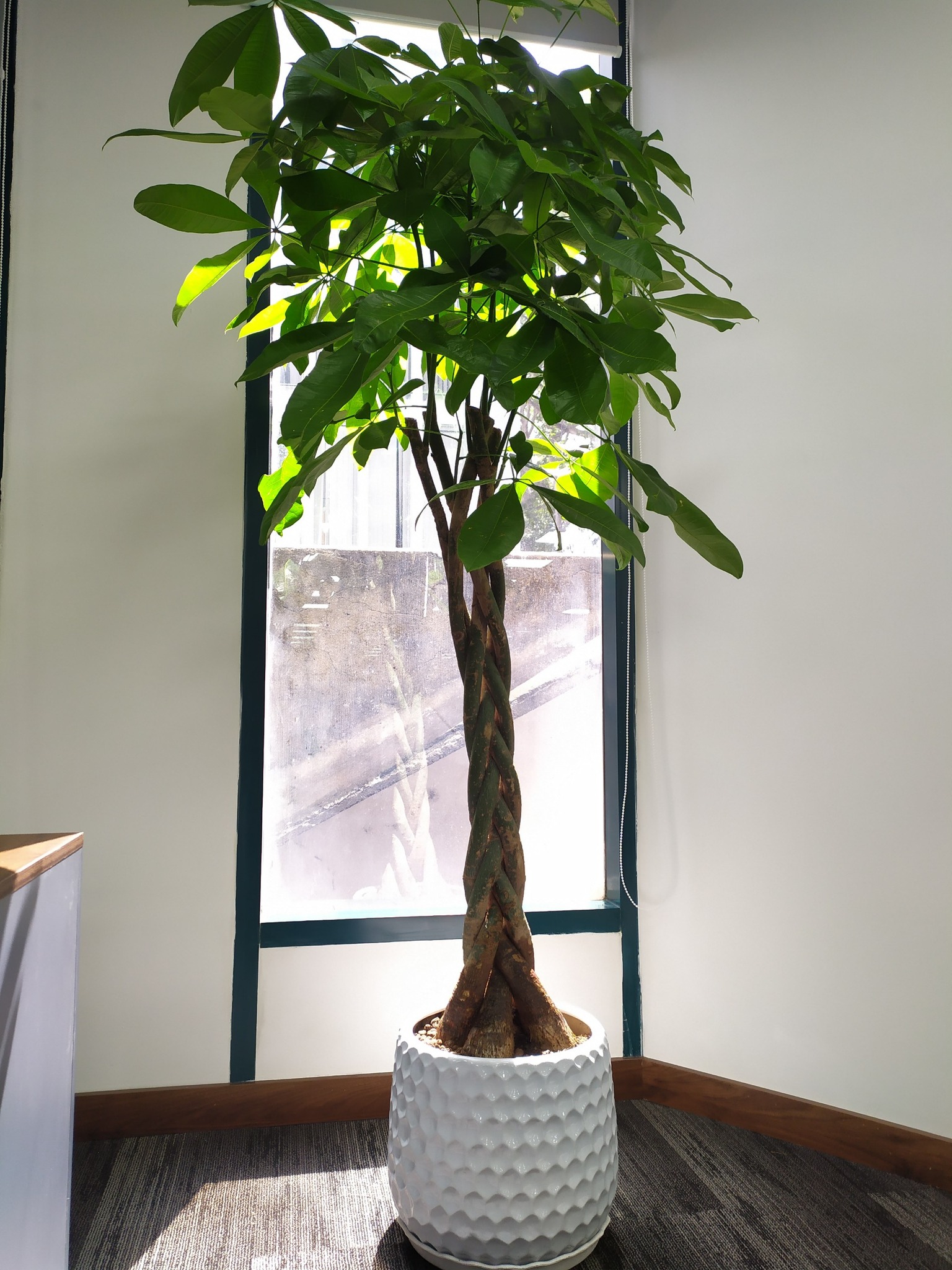 DỊCH VỤ THUÊ CÂY XANH
