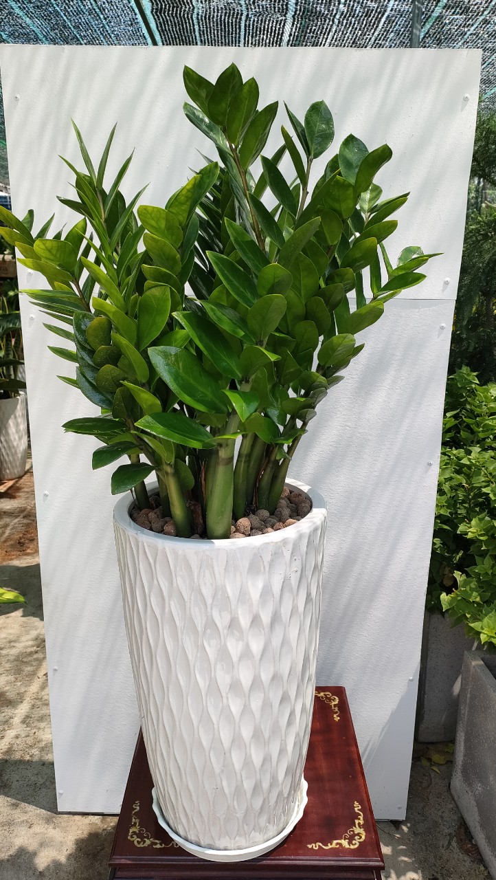 Kim tiền để sàn-cho thuê