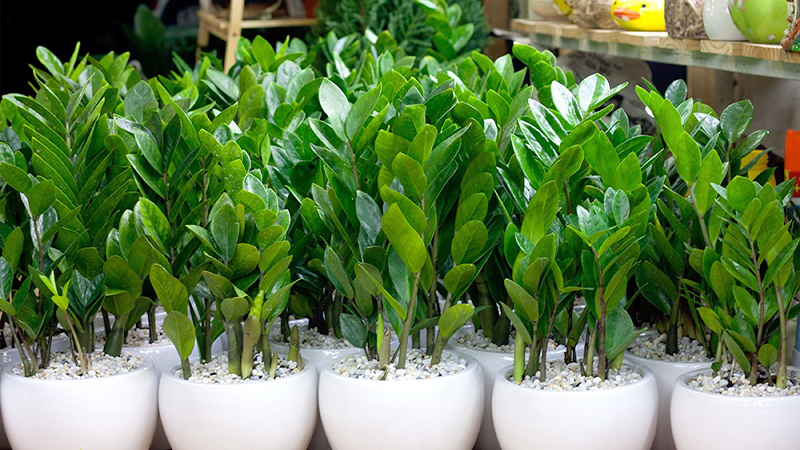 Cây Kim Tiền -chậu men sứ