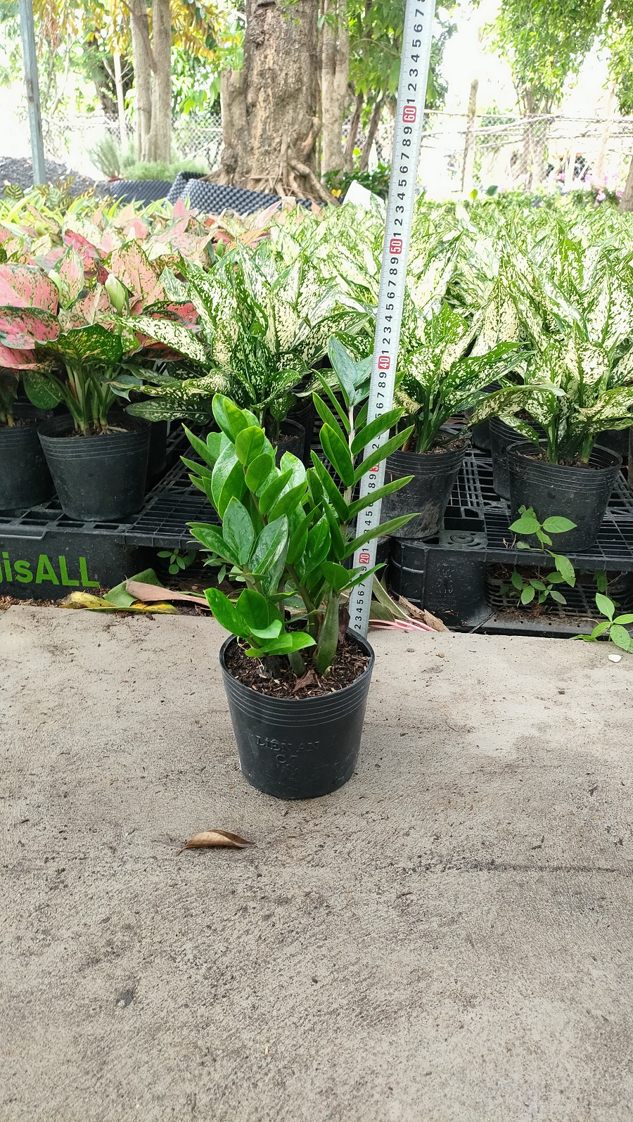 Cây Kim Tiền để bàn-chậu nhựa