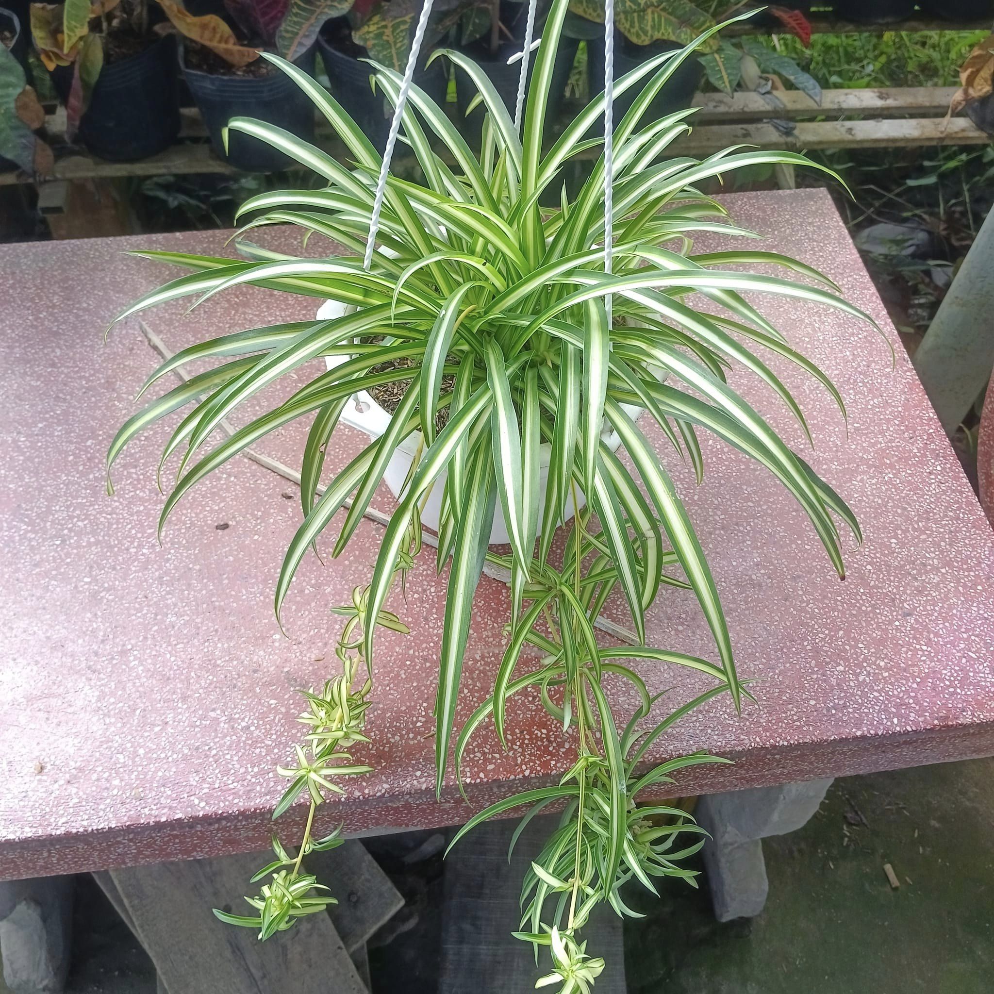Lan chi-chậu nhưa treo