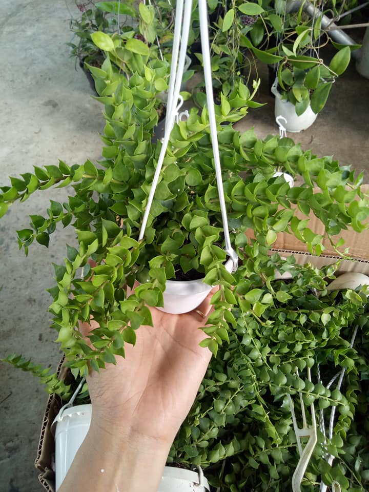 Lan tim-chậu nhựa