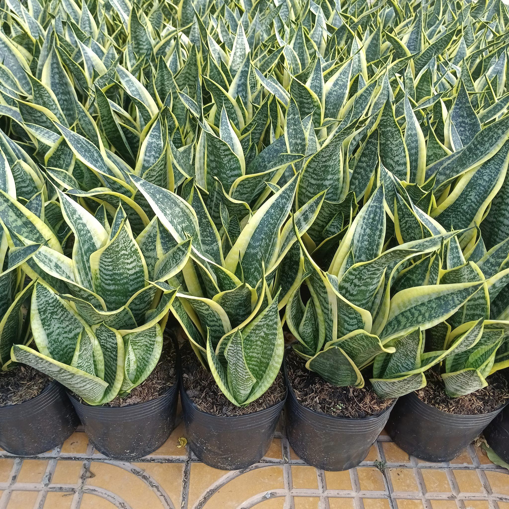 Cây Lưỡi Hổ -chậu men sứ
