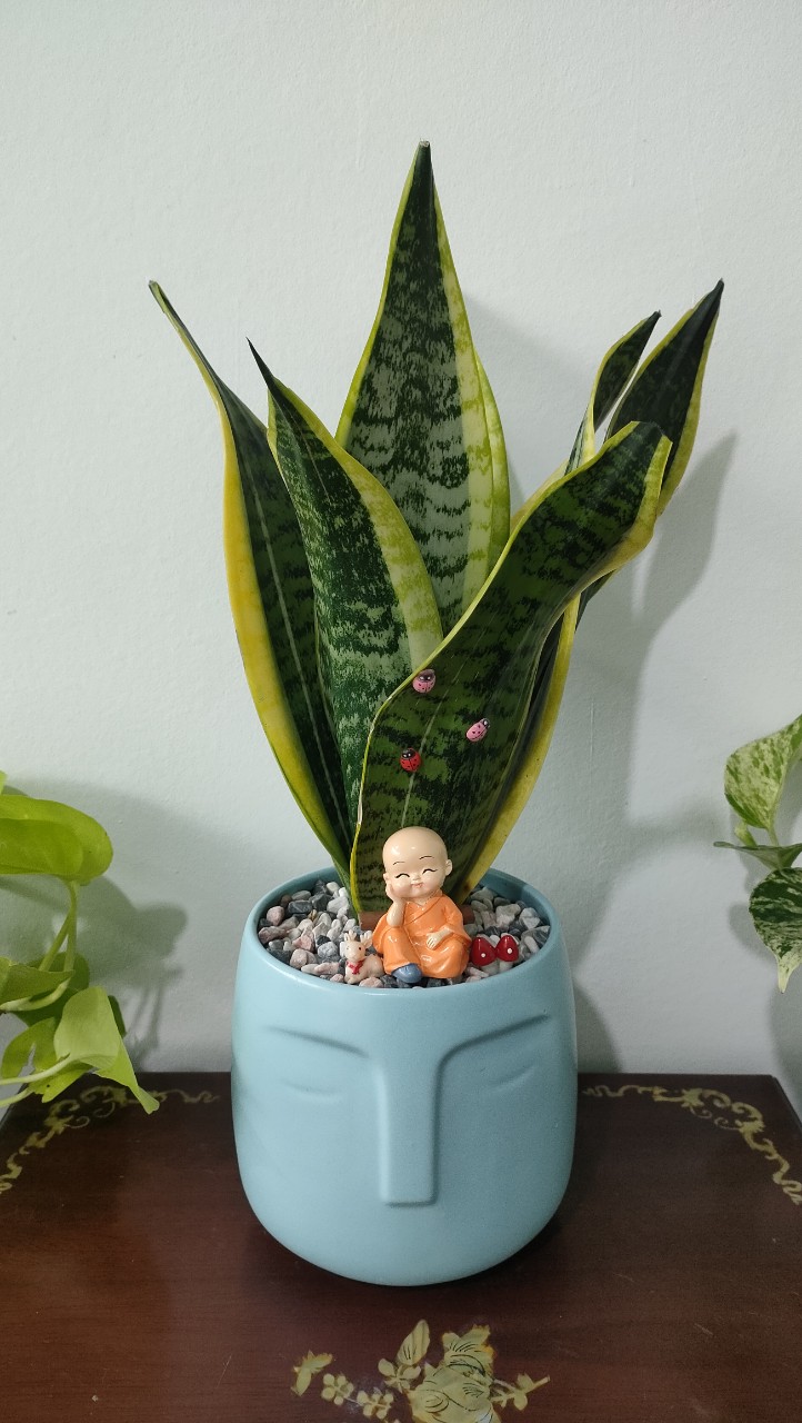 Chậu cây in logo -chậu men sứ